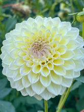 Load image into Gallery viewer, Cream Diane
