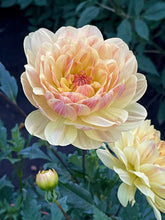 Load image into Gallery viewer, Sandia Gold
