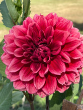 Load image into Gallery viewer, Bloomquist York
