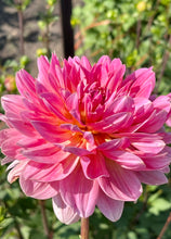 Load image into Gallery viewer, Twiggy
