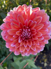Load image into Gallery viewer, Vian 2 Tango
