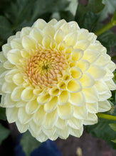 Load image into Gallery viewer, Winholme Diane
