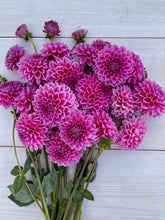 Load image into Gallery viewer, Pink Sylvia (Sandra)
