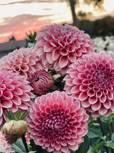 Load image into Gallery viewer, Bracken Rose(US)
