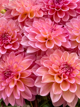 Load image into Gallery viewer, Cameo Peach
