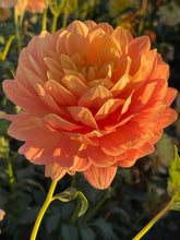 Load image into Gallery viewer, Hollyhill Serenity
