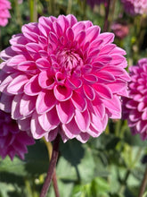 Load image into Gallery viewer, Pink Sylvia (Sandra)

