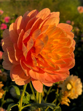Load image into Gallery viewer, Hollyhill Serenity
