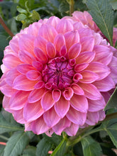 Load image into Gallery viewer, Bloomquist Dave
