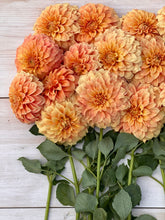 Load image into Gallery viewer, Bracken Palomino Bulk 5/$35
