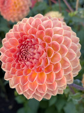 Load image into Gallery viewer, Blyton Softer Gleam (bulk 5/$35)
