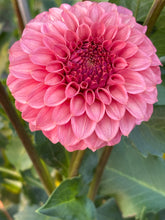 Load image into Gallery viewer, Keltie Rose
