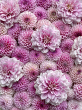 Load image into Gallery viewer, Randi Dawn
