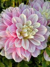Load image into Gallery viewer, Randi Dawn
