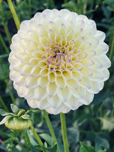 Load image into Gallery viewer, Ferncliff Bliss

