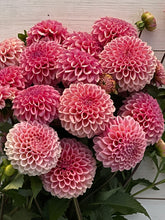 Load image into Gallery viewer, Bracken Rose(US)
