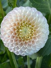 Load image into Gallery viewer, Kennedy Hills Marcella W
