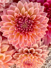 Load image into Gallery viewer, Castle Drive
