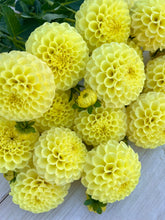 Load image into Gallery viewer, Ferncliff Gumdrops
