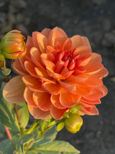 Load image into Gallery viewer, Yelno Harmony
